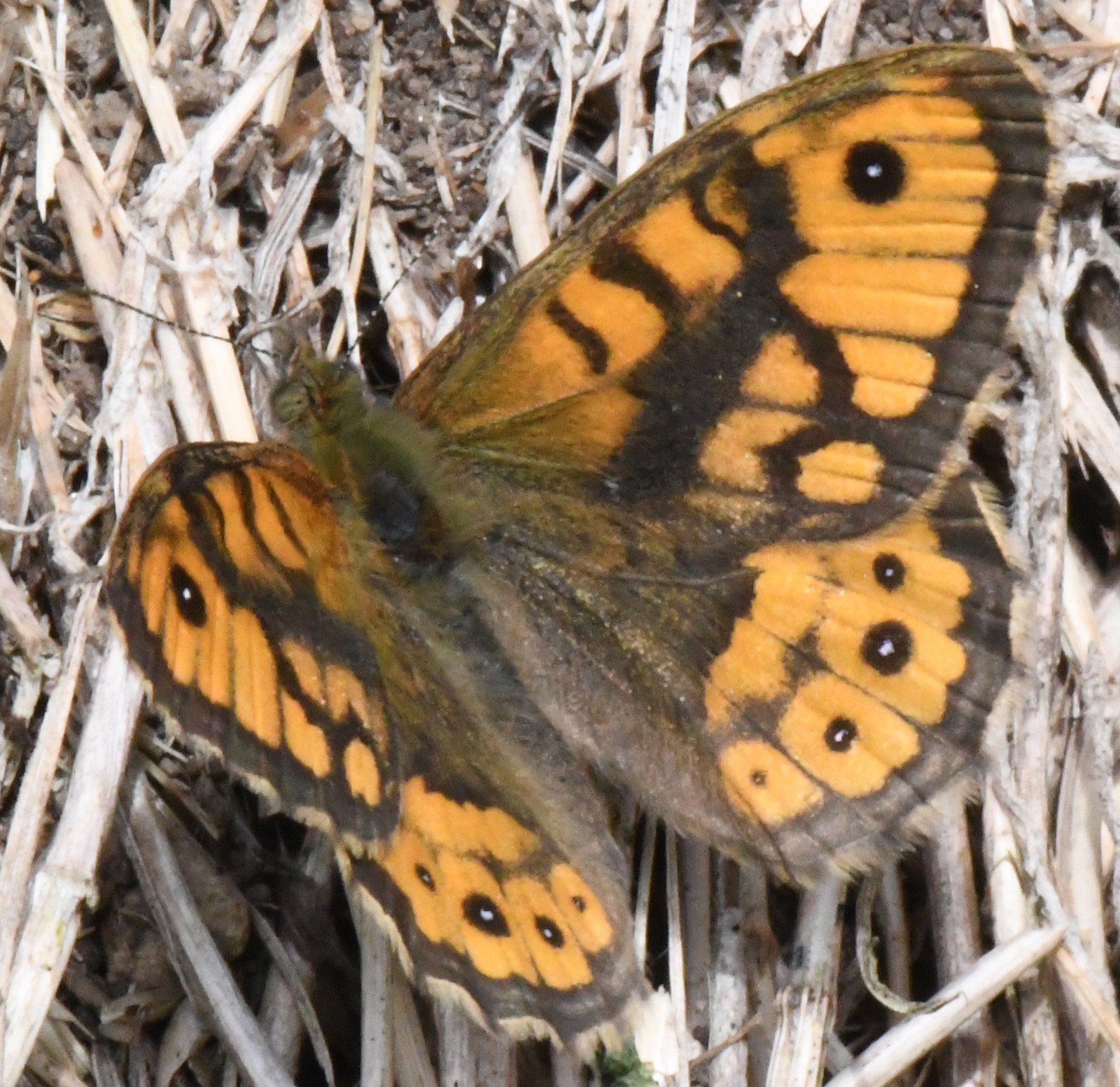 Wall Brown
