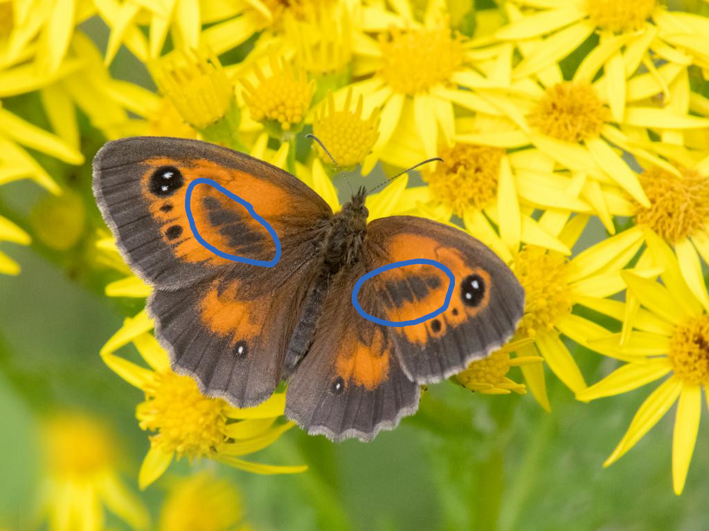Male